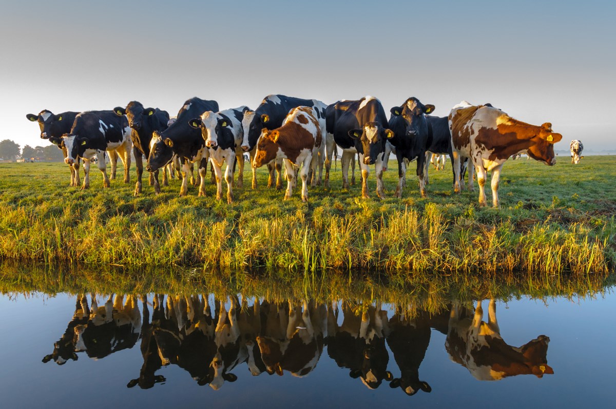 AQM Website Case Study - Image of cows in a field